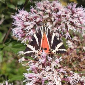 Click to view this image in a large viewer