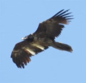 Click to view this image in a large viewer