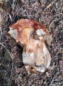 Click to view this image in a large viewer