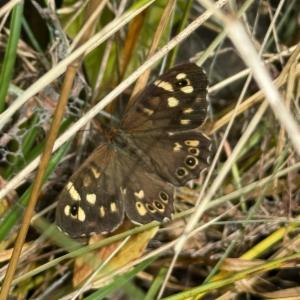 Click to view this image in a large viewer