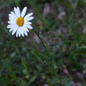 Click to view this image in a large viewer