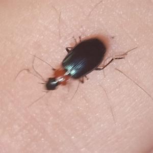 Click to view this image in a large viewer