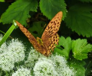 Click to view this image in a large viewer