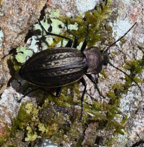 Click to view this image in a large viewer