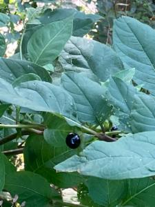 Click to view this image in a large viewer