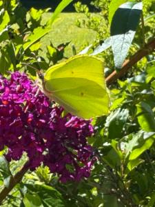 Click to view this image in a large viewer