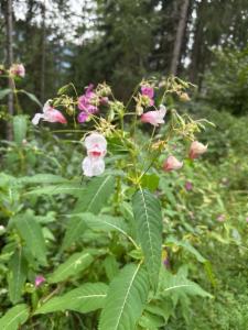 Click to view this image in a large viewer