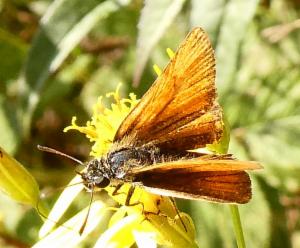 Click to view this image in a large viewer