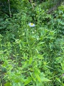 Click to view this image in a large viewer