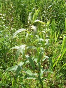 Click to view this image in a large viewer