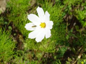 Click to view this image in a large viewer