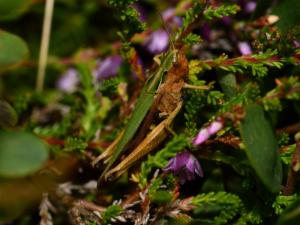 Click to view this image in a large viewer