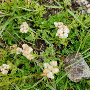 Click to view this image in a large viewer