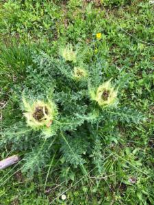 Click to view this image in a large viewer