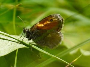 Click to view this image in a large viewer