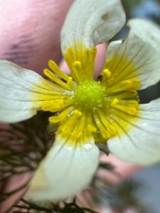 Click to view this image in a large viewer