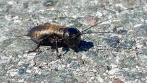 Click to view this image in a large viewer