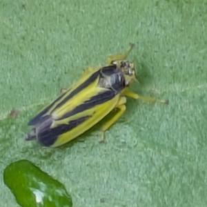 Click to view this image in a large viewer