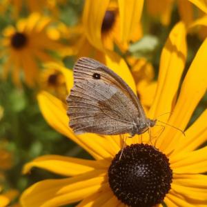 Click to view this image in a large viewer