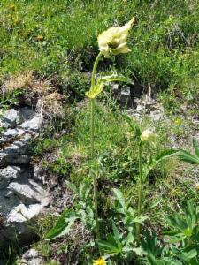 Click to view this image in a large viewer