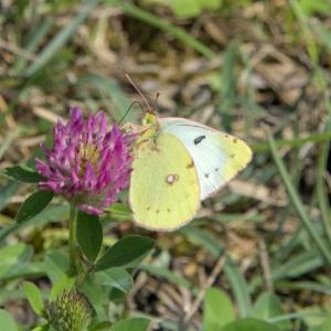 Click to view this image in a large viewer