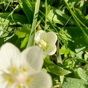 Click to view this image in a large viewer