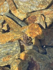 Click to view this image in a large viewer