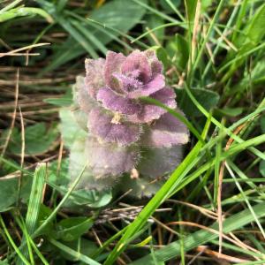 Click to view this image in a large viewer