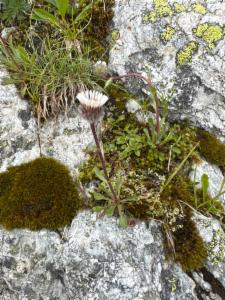 Click to view this image in a large viewer