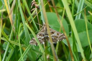 Click to view this image in a large viewer