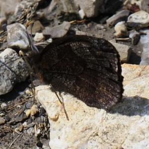 Click to view this image in a large viewer