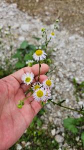 Click to view this image in a large viewer