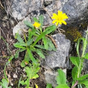 Click to view this image in a large viewer