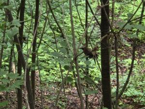 Click to view this image in a large viewer