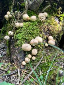 Click to view this image in a large viewer