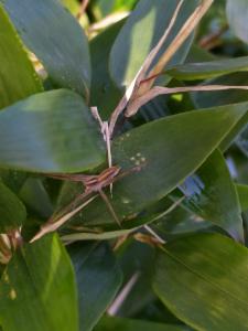 Click to view this image in a large viewer