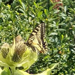 Click to view this image in a large viewer