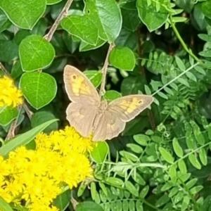 Click to view this image in a large viewer