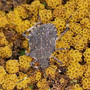 Click to view this image in a large viewer