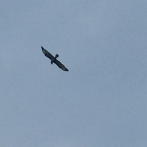 Click to view this image in a large viewer