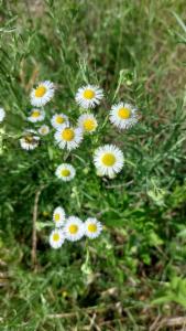 Click to view this image in a large viewer