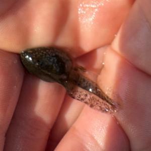 Click to view this image in a large viewer