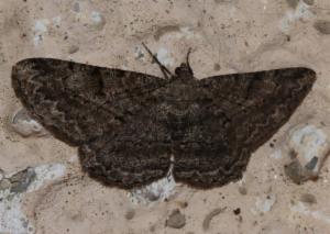 Click to view this image in a large viewer