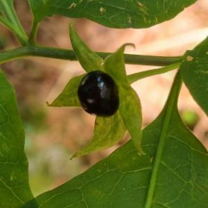 Click to view this image in a large viewer