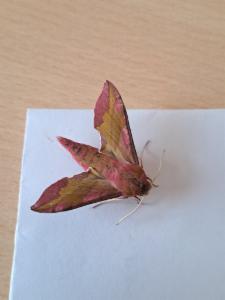 Click to view this image in a large viewer