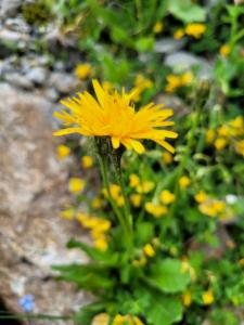 Click to view this image in a large viewer