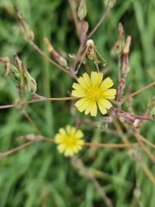 Click to view this image in a large viewer