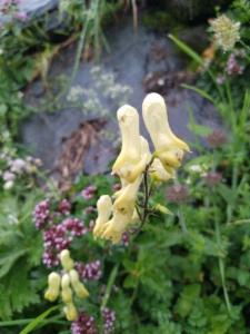 Click to view this image in a large viewer