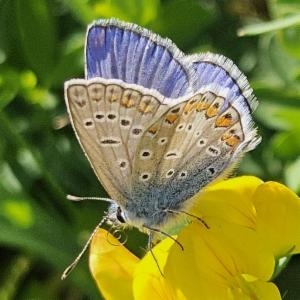 Click to view this image in a large viewer