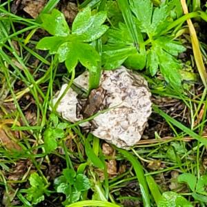 Click to view this image in a large viewer